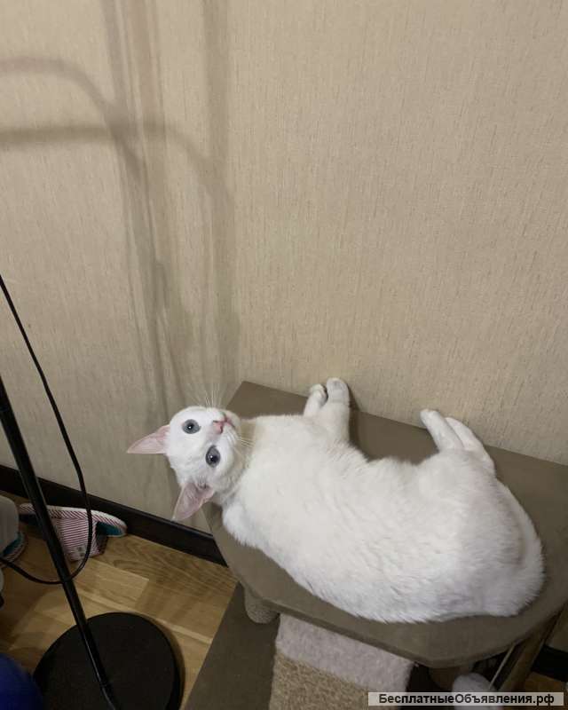 Голубоглазая кошечка