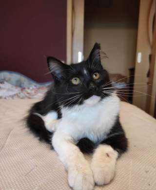 Пушистая красавица Муся в добрые руки