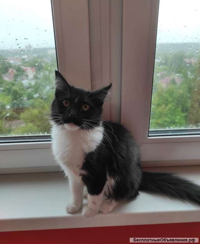 Пушистая красавица Муся в добрые руки