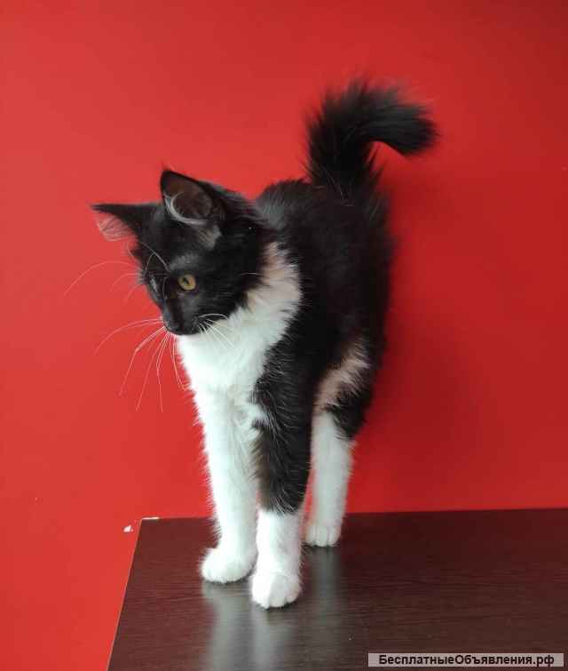 Пушистая красавица Муся в добрые руки