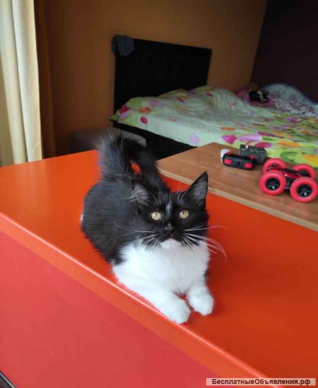 Пушистая красавица Муся в добрые руки