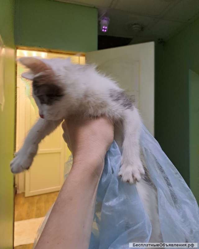 Котенок в дар бесплатно