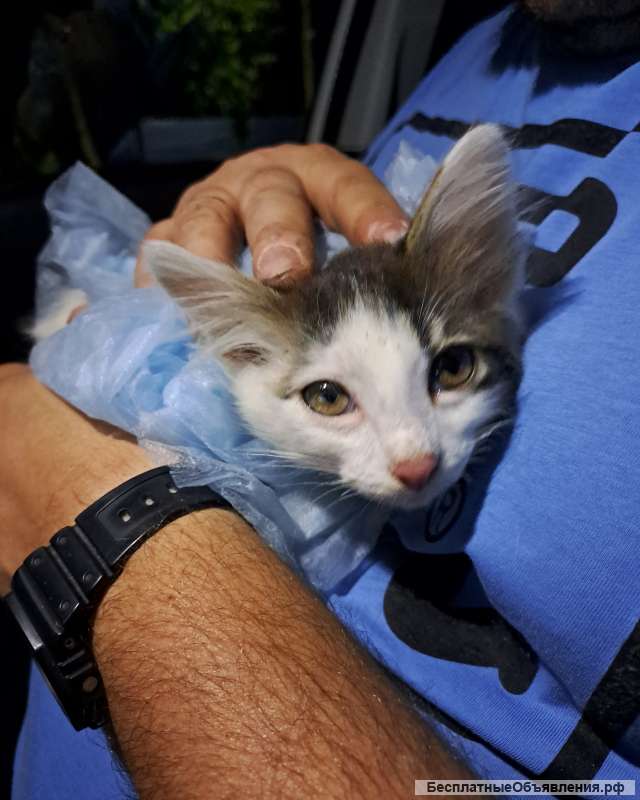 Котенок в дар бесплатно