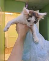 Котенок в дар бесплатно