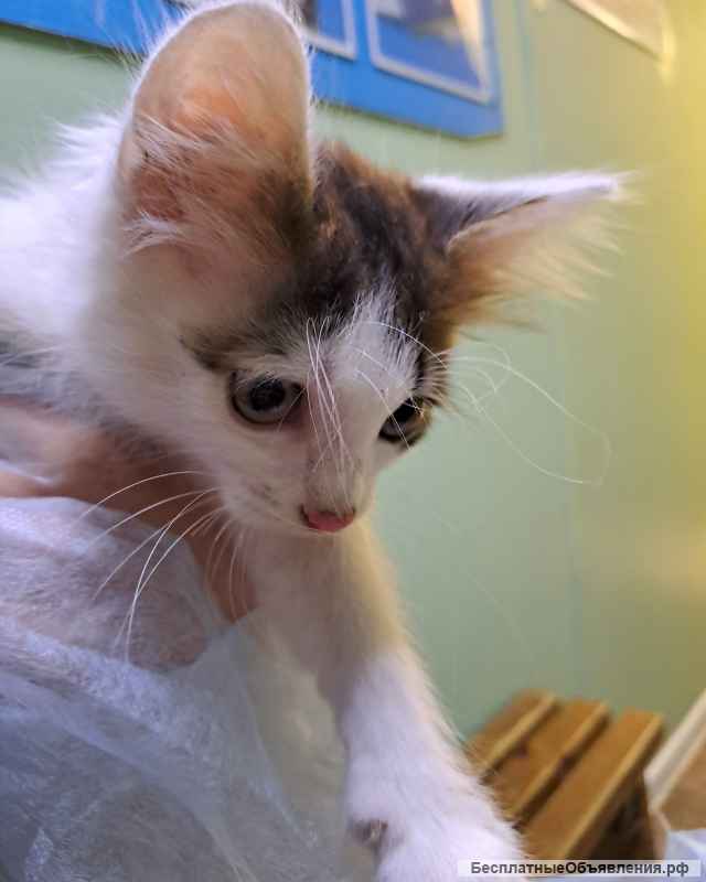 Котенок в дар бесплатно