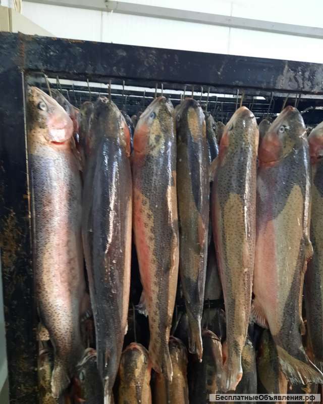 Горная форель оптом с икрой