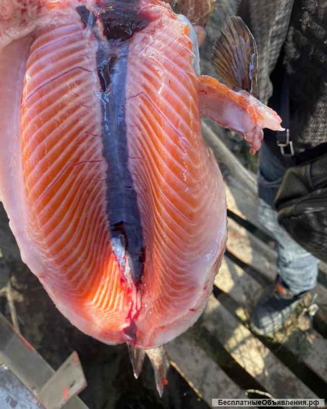 Горная форель оптом с икрой