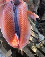 Горная форель оптом с икрой