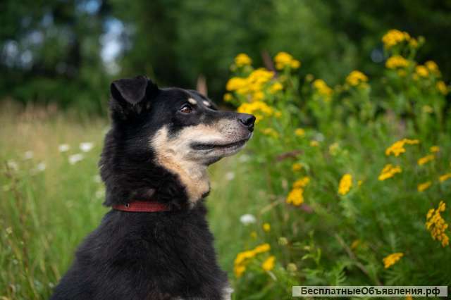 Чудо собака Тайра в добрые руки