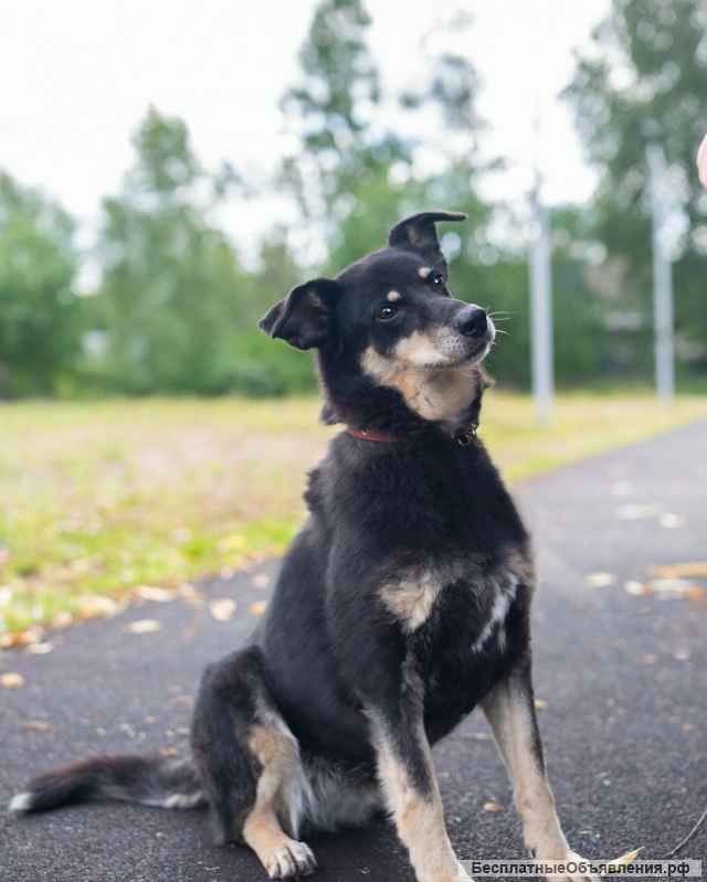 Чудо собака Тайра в добрые руки