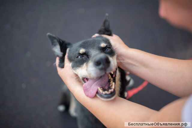 Чудо собака Тайра в добрые руки