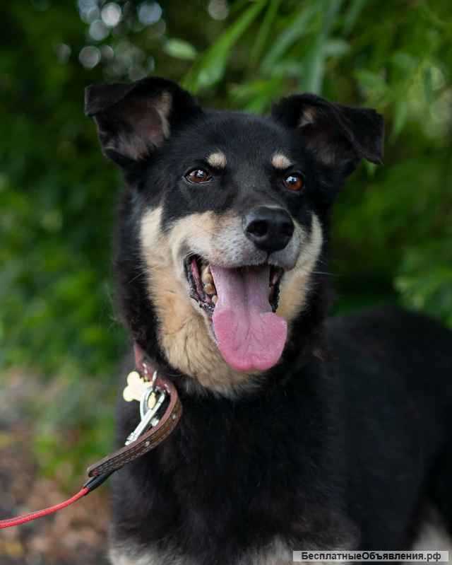 Чудо собака Тайра в добрые руки