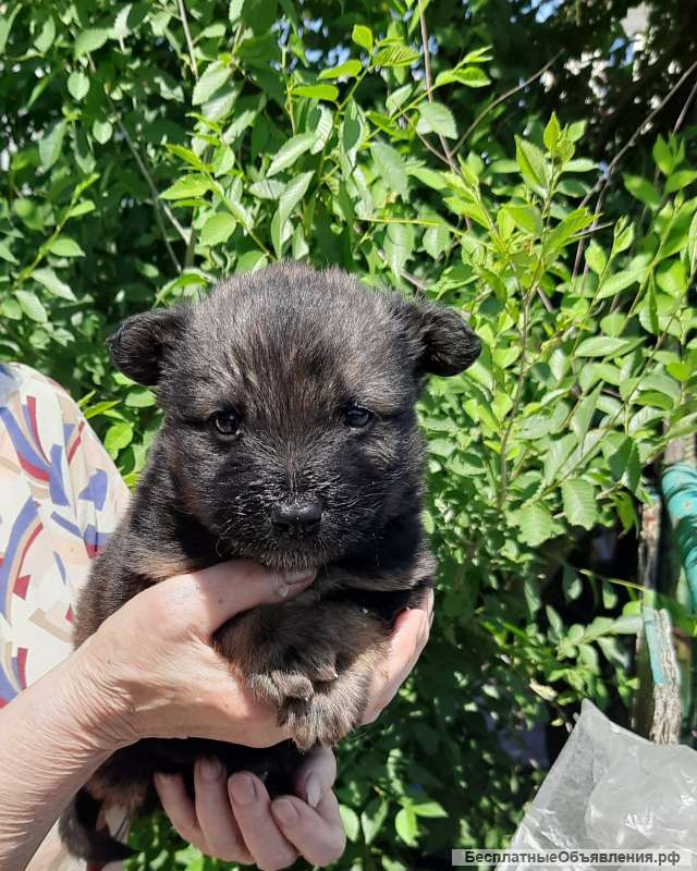 Щенок в дрбрые, заботливые руки