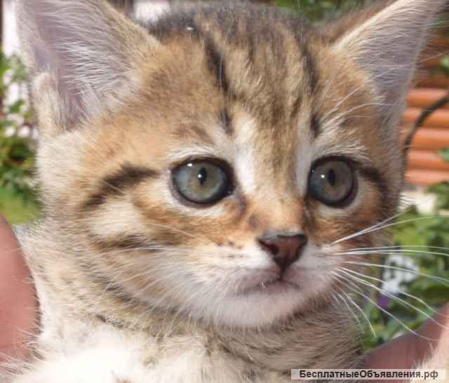 Прелестные кошечки ищут заботливых и любящих маму и папу