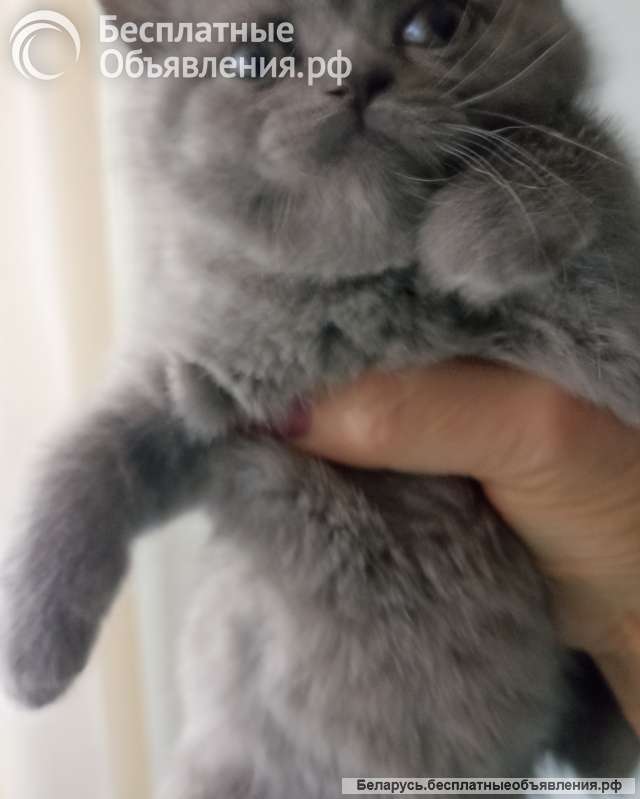 Британские котята