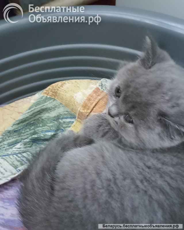 Британские котята