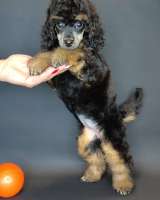 Пуделя щенок миниатюрный черно-подпалый фантом шьен партиколор фризе девочка