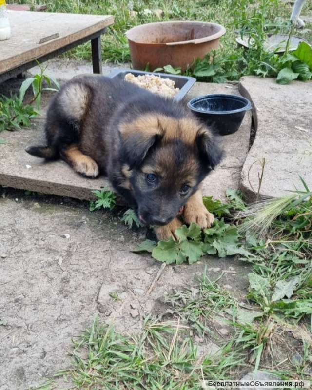 Замечательный щенок в добрые руки
