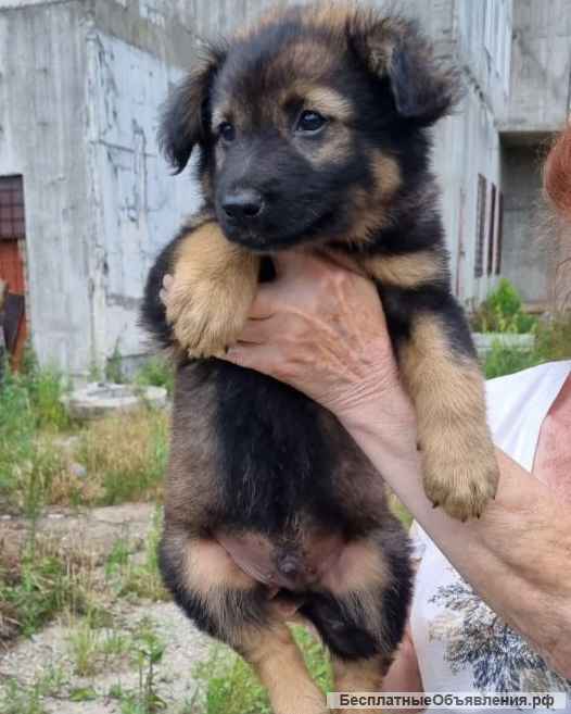 Замечательный щенок в добрые руки