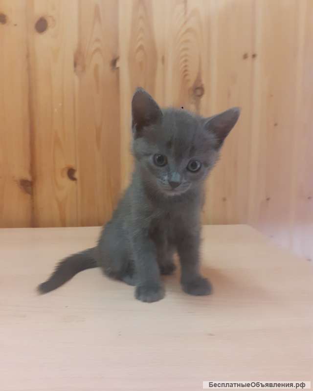 Отдам котят бесплатно 1,5 месяца