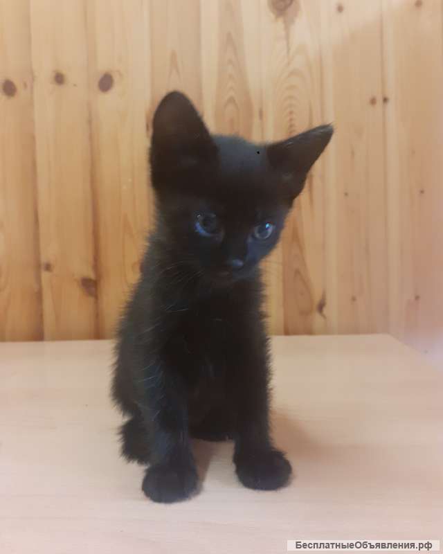 Отдам котят бесплатно 1,5 месяца