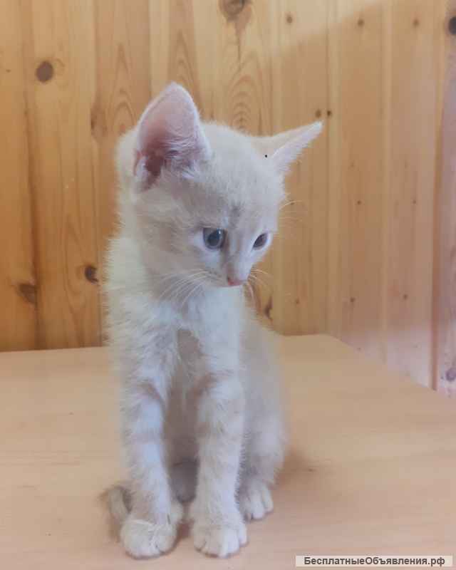 Отдам котят бесплатно 1,5 месяца