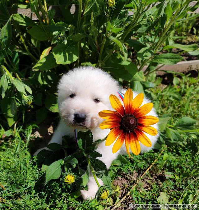 Маремма абруцкая овчарка. Щенки мареммы