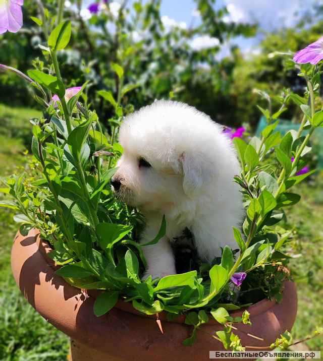 Маремма абруцкая овчарка. Щенки мареммы