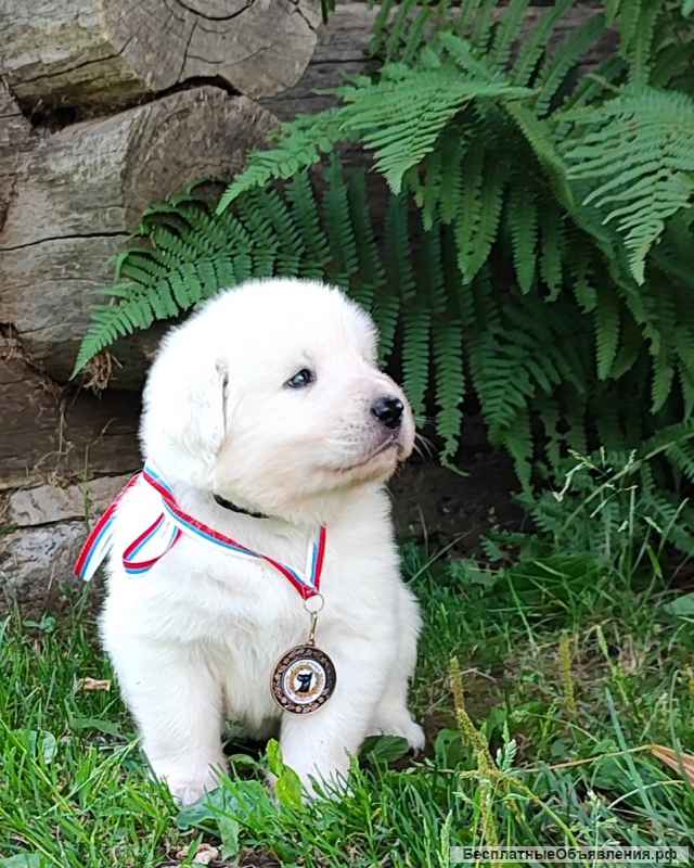 Маремма абруцкая овчарка. Щенки мареммы