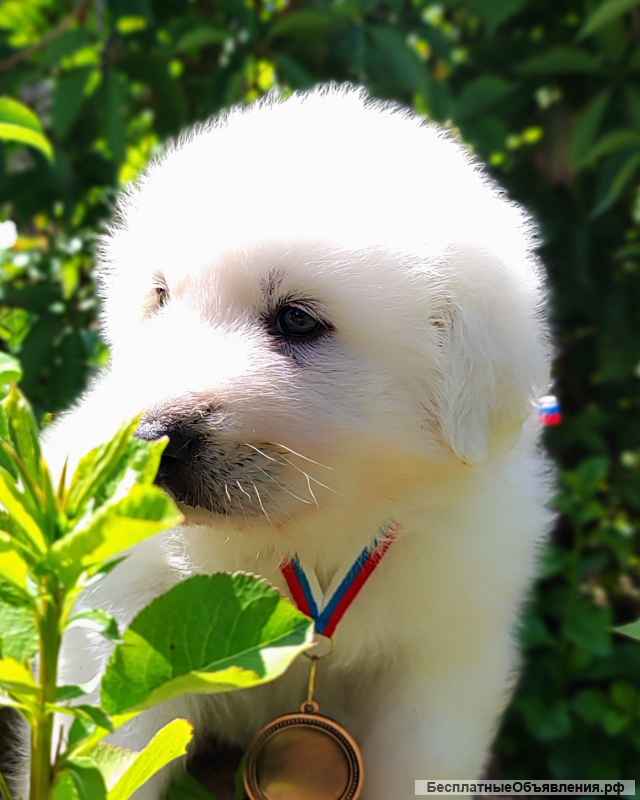 Маремма абруцкая овчарка. Щенки мареммы