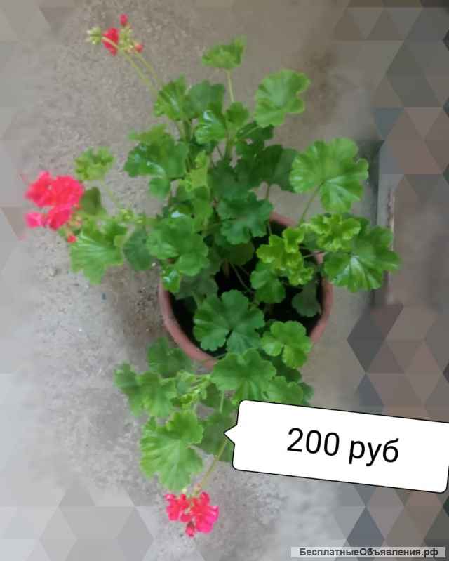 Герань (пеларгония) щучий хвост