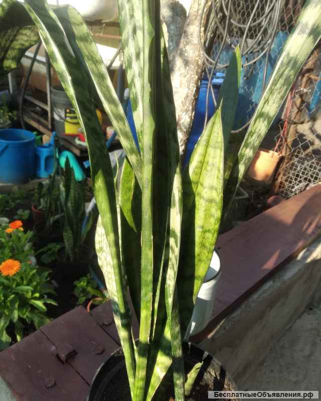 Герань (пеларгония) щучий хвост