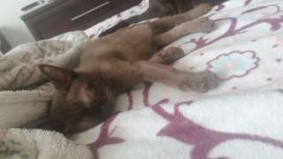 Бурманские котята