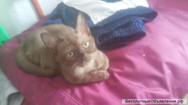 Бурманские котята