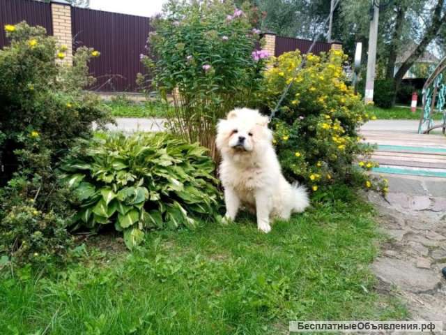 Мальчик чау чау