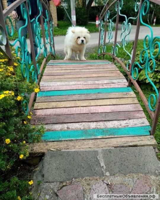 Мальчик чау чау