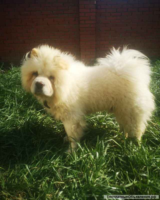 Мальчик чау чау