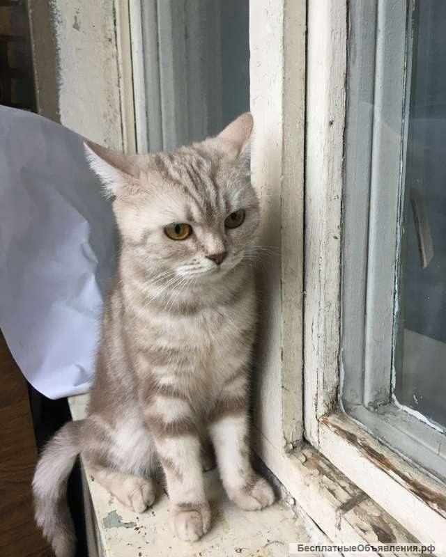 Котята британки