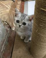 Котята британки