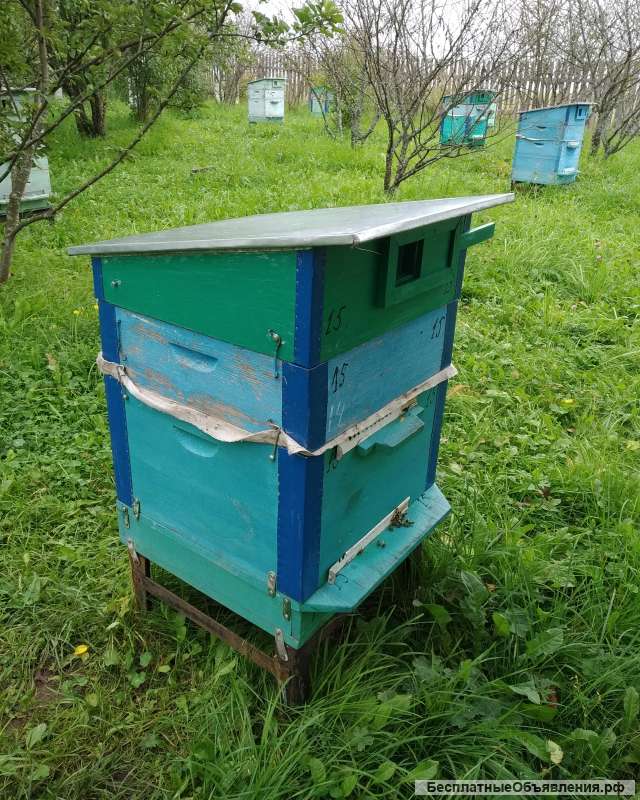 Улья с пчёлами (пчелы)