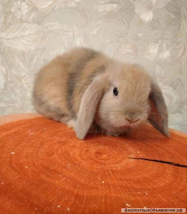 Карликовые вислоухие крольчата на продажу