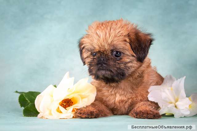 Щенки брюссельского и бельгийского гриффона