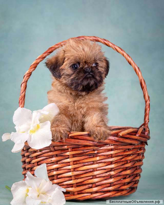 Щенки брюссельского и бельгийского гриффона