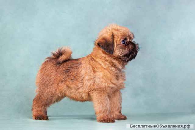 Щенки брюссельского и бельгийского гриффона
