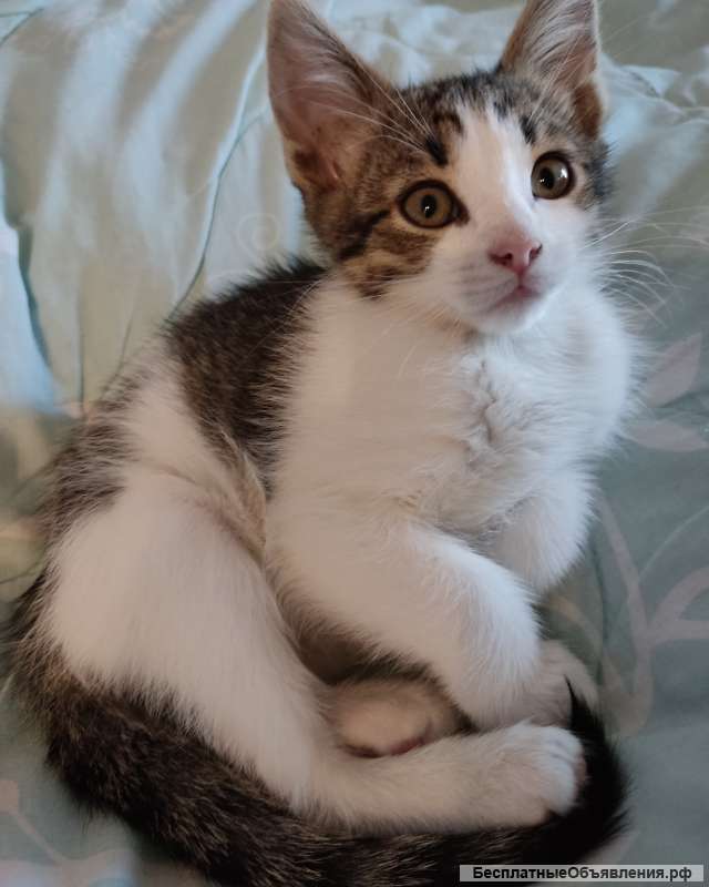 Котенок Снежка, 2 месяца