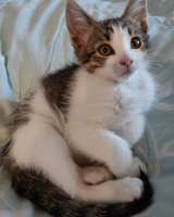 Котенок Снежка, 2 месяца