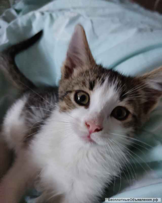 Котенок Снежка, 2 месяца