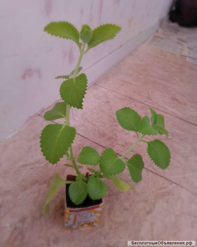 Комнатная мята