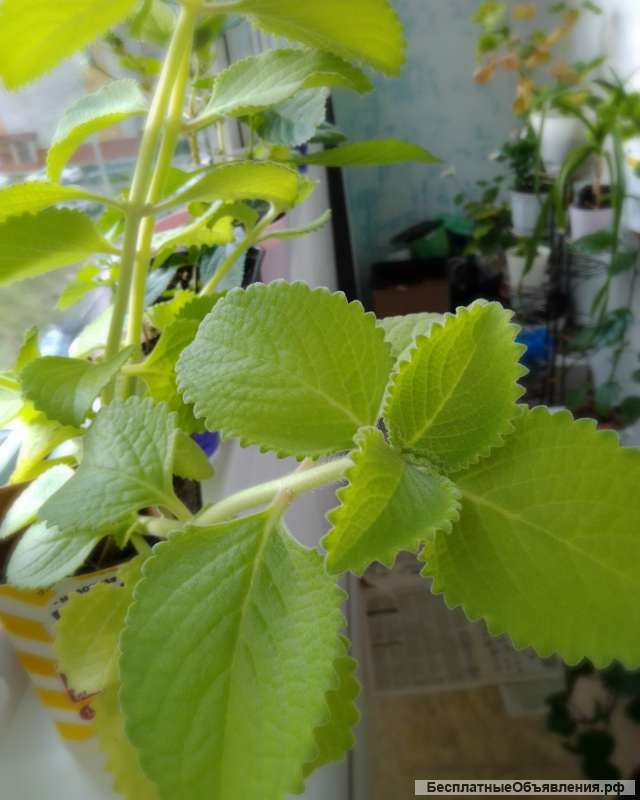 Комнатная мята