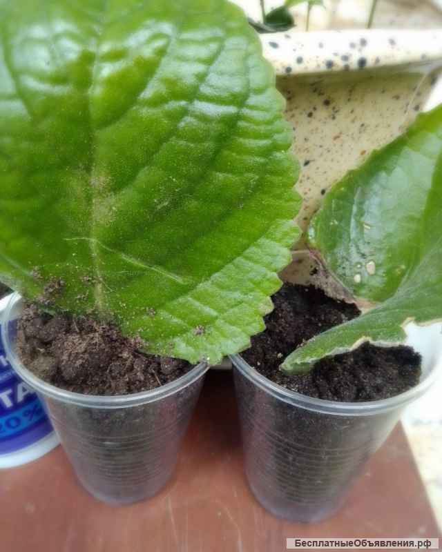 Комнатная мята